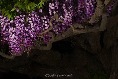 130502202610__DSC2668 130502202610__DSC2668
