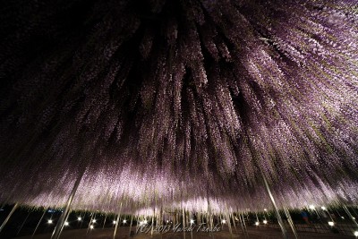 130502204436__DSC2704 130502204436__DSC2704
